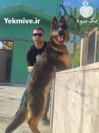 خرید فروش سگ نگهبان سگهای آپارتمانی در گروه سگ و گربه در یکمیوه