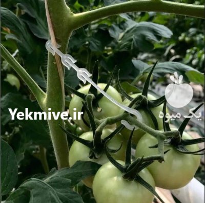 قلاب نگهدارنده عصایی در تهران در گروه خرید و فروش تجهیزات گلخانه در یکمیوه -عکس2