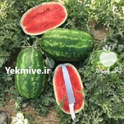 فروش بذر هندوانه باراکا در گروه خرید و فروش بذر هندوانه در یکمیوه -عکس1