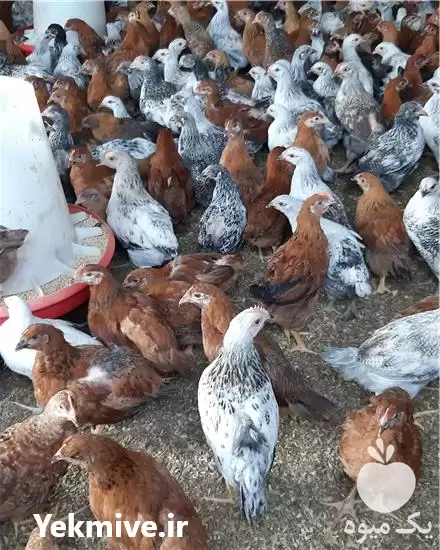 فروش جوجه مرغ ماهه جوجه محلی در گروه مرغ و خروس و بوقلمون و اردک قو قاز در یکمیوه -عکس1