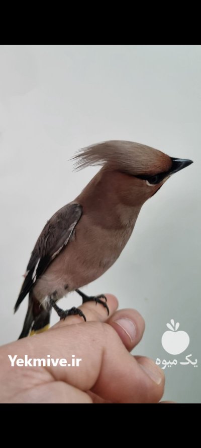پرنده بال لاکی در تهران در گروه خرید و فروش انواع پرنده در یکمیوه -عکس1
