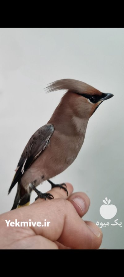پرنده بال لاکی در تهران در گروه خرید و فروش انواع پرنده در یکمیوه -عکس3