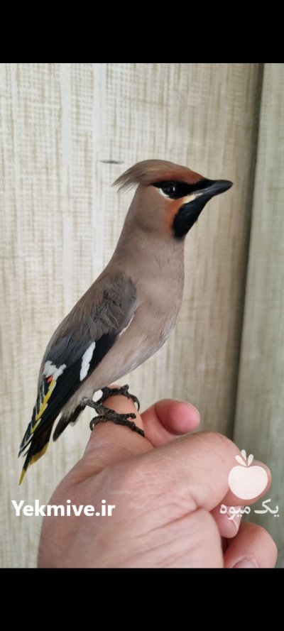 پرنده بال لاکی در تهران در گروه خرید و فروش انواع پرنده در یکمیوه -عکس4