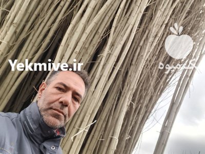 نهال سنوبر سفید تبریزی با سنوبر در مرند در گروه خرید و فروش نهالستان در یکمیوه -عکس1