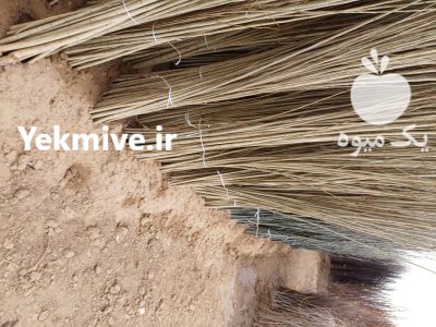 نهال سنوبر سفید تبریزی با سنوبر در مرند در گروه خرید و فروش نهالستان در یکمیوه -عکس4
