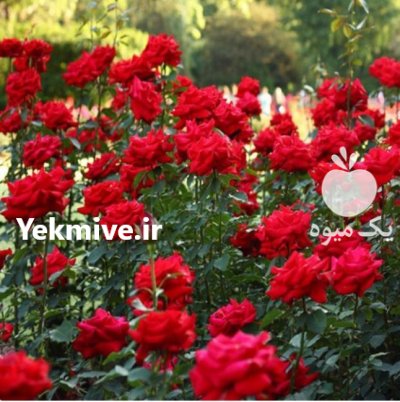 گل روز پاکورا خوشه ای قیمت در ایمانشهر در گروه خرید و فروش گیاهان زینتی در یکمیوه -عکس3