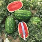 فروش بذر هندوانه باراکا در گروه خرید و فروش بذر هندوانه در یکمیوه