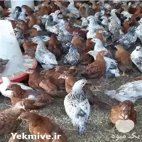 فروش جوجه مرغ ماهه جوجه محلی در گروه مرغ و خروس و بوقلمون و اردک قو قاز در یکمیوه