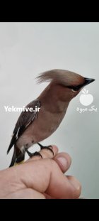 پرنده بال لاکی در تهران در گروه خرید و فروش انواع پرنده در یکمیوه