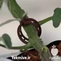 فروش گیره بوته گلخانه در تهران در گروه خرید و فروش تجهیزات گلخانه در یکمیوه