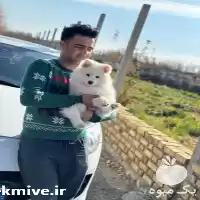 سگ سامویید فروش سگ سامویید در گروه سگ و گربه در یکمیوه
