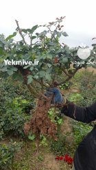 گل روز پاکورا خوشه ای قیمت در ایمانشهر در گروه خرید و فروش گیاهان زینتی در یکمیوه