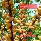 فروش فروش نهال عمده خرده درخت در گروه خرید و فروش نهال در یکمیوه
