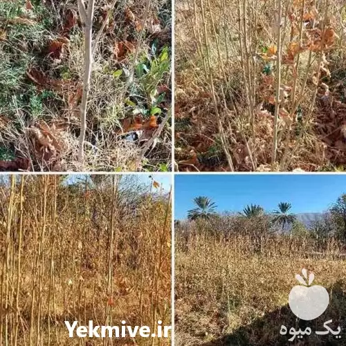 قیمت خرید نهال چنار با کیفیت در شیراز در گروه خرید و فروش نهال چنار در یکمیوه -عکس1