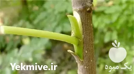 قیمت خرید پیوندک پسته در گروه خرید و فروش نهال پسته در یکمیوه -عکس1