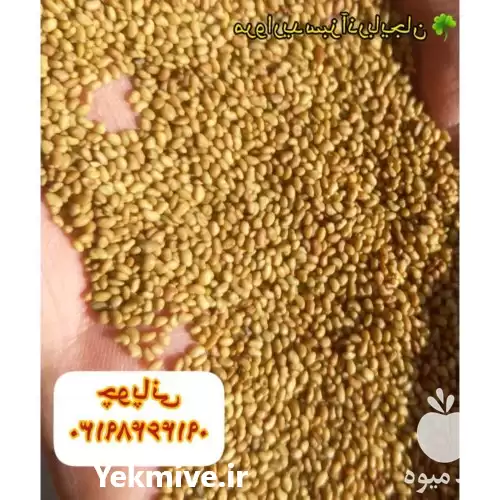 قیمت خرید بذر یونجه در بیرجند در گروه خرید و فروش بذر یونجه در یکمیوه -عکس1