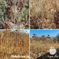 قیمت خرید نهال چنار با کیفیت در شیراز در گروه خرید و فروش نهال چنار در یکمیوه