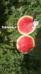 آگهی مشابه هندوانه صادراتی فروش هندوانه در زاهدان در گروه خرید و فروش هندوانه در یکمیوه