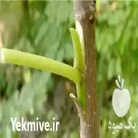 قیمت خرید پیوندک پسته در گروه خرید و فروش نهال پسته در یکمیوه