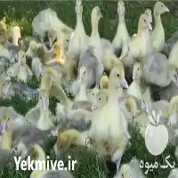 فروش جوجه غاز روزه جوجه غاز در نور در گروه مرغ و خروس و بوقلمون و اردک قو قاز در یکمیوه