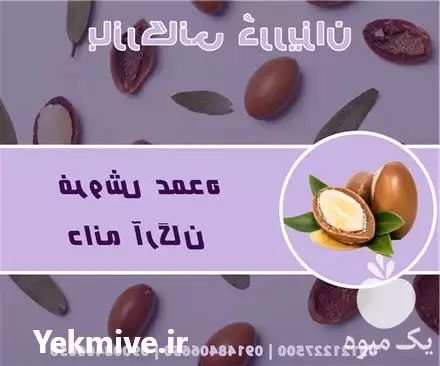 فروش دانه آرگان اصل مراکش فروش در گروه خرید و فروش انواع روغن در یکمیوه -عکس1
