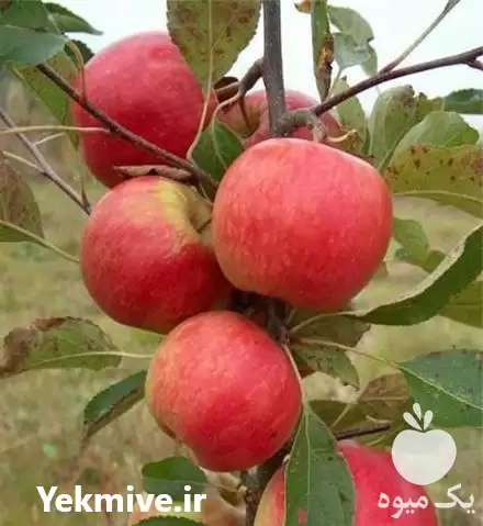 قیمت خرید نهال اصلاح شده در اصفهان در گروه خرید و فروش نهال اصلاح شده در یکمیوه -عکس1