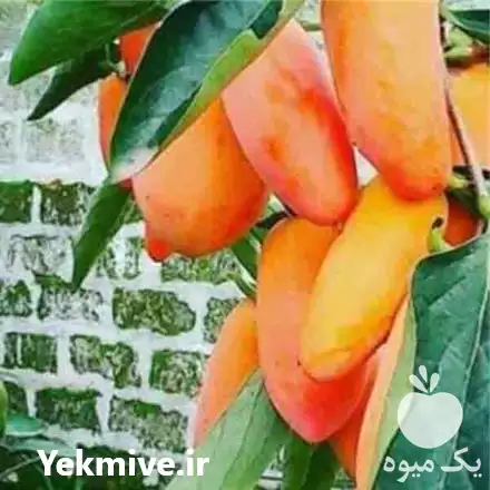 قیمت خرید نهال میوه در گروه خرید و فروش نهال میوه در یکمیوه -عکس1