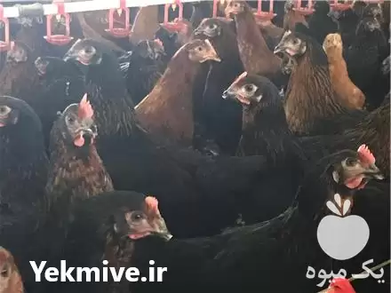 خرید مرغ یا ماهه تخمگذار گلپایگانی در نور در گروه مرغ و خروس و بوقلمون و اردک قو قاز در یکمیوه -عکس1