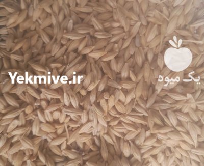 جو محلی در اردبیل در گروه خرید و فروش گندم و جو در یکمیوه -عکس1