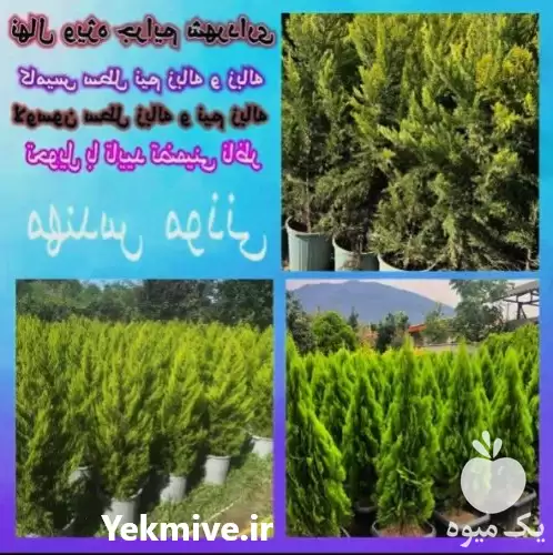 فروش نهال لاوسن کامیس پاریس نوکدار در تهران در گروه خرید و فروش نهال در یکمیوه -عکس1