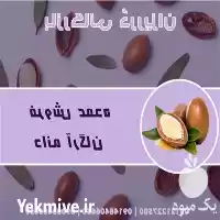 فروش دانه آرگان اصل مراکش فروش در گروه خرید و فروش انواع روغن در یکمیوه