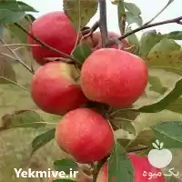 قیمت خرید نهال اصلاح شده در اصفهان در گروه خرید و فروش نهال اصلاح شده در یکمیوه