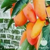 قیمت خرید نهال میوه در گروه خرید و فروش نهال میوه در یکمیوه