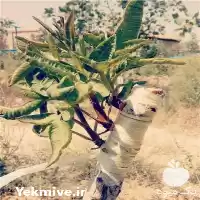 فروش پیوندک شاهپسند در اصفهان در گروه خرید و فروش پسته در یکمیوه