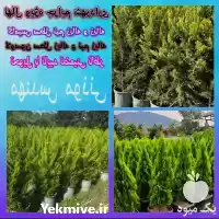 فروش نهال لاوسن کامیس پاریس نوکدار در تهران در گروه خرید و فروش نهال در یکمیوه