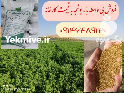 فروش بذر یونجه و شبدر در رودبار در گروه خرید و فروش بذر یونجه در یکمیوه -عکس1