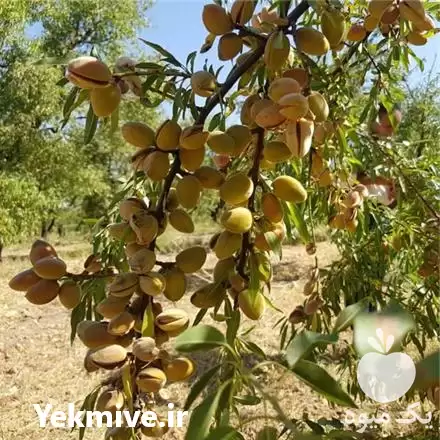 قیمت خرید نهال بادام فرانیس در اصفهان در گروه خرید و فروش نهال بادام در یکمیوه -عکس1