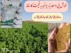 فروش بذر یونجه و شبدر در رودبار در گروه خرید و فروش بذر یونجه در یکمیوه