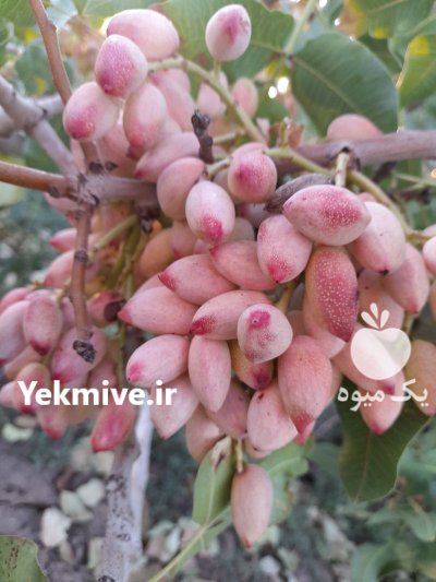 50 هکتار باغ حاشیه اتوبان تهران نیشابور در گروه خرید و فروش باغ و باغچه در یکمیوه -عکس1