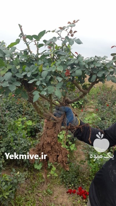 گل روژ خوشه ای عمده خرده در اردکان در گروه خرید و فروش گیاهان زینتی در یکمیوه -عکس1