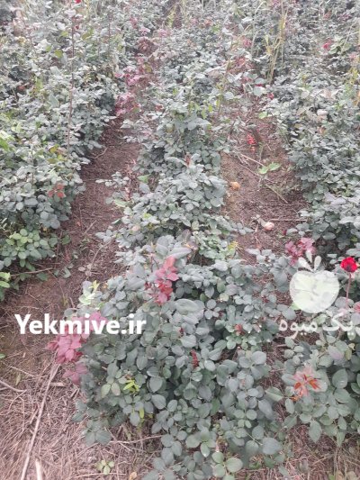 گل روژ خوشه ای گل بنفش در تبریز در گروه خرید و فروش گیاهان زینتی در یکمیوه -عکس4