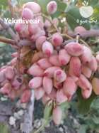50 هکتار باغ حاشیه اتوبان تهران نیشابور