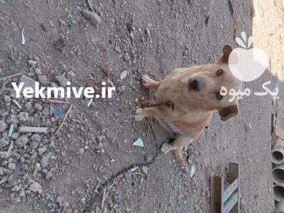 دو عدد سگ از جنس شیتزو در گروه سگ و گربه در یکمیوه -عکس2