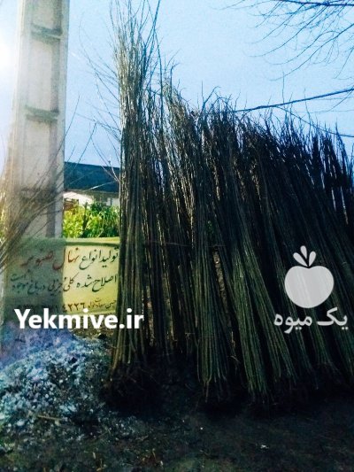 تولید انواع نهال در گروه خرید و فروش نهال در یکمیوه -عکس1
