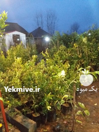 تولید انواع نهال در گروه خرید و فروش نهال در یکمیوه -عکس2