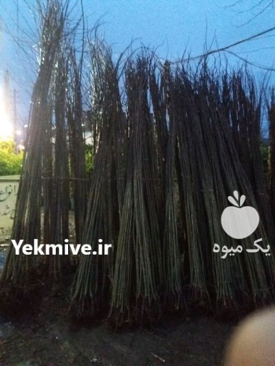 تولید انواع نهال در گروه خرید و فروش نهال در یکمیوه -عکس4