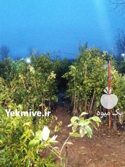 تولید انواع نهال در آستانه اشرفیه در گروه خرید و فروش نهال در یکمیوه -عکس2