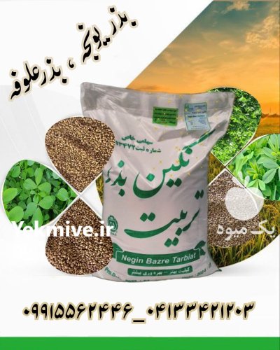 فروش بذر یونجه درجه یک در بروجن در گروه خرید و فروش بذر یونجه در یکمیوه -عکس1