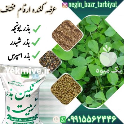 فروش بذر یونجه درجه یک در بروجن در گروه خرید و فروش بذر یونجه در یکمیوه -عکس2