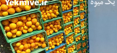 فروش پرتقال خونی محلی در گروه خرید و فروش پرتقال در یکمیوه -عکس1